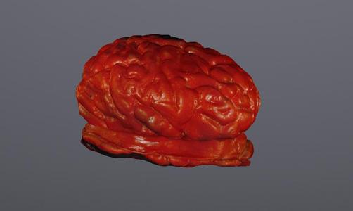 Hirn zum hinstellen / brain to stand up