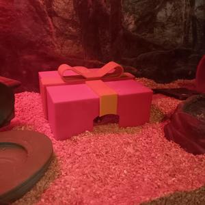 Gift Box Snake Hide