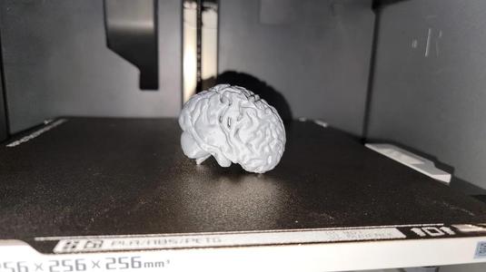 Human brain model   